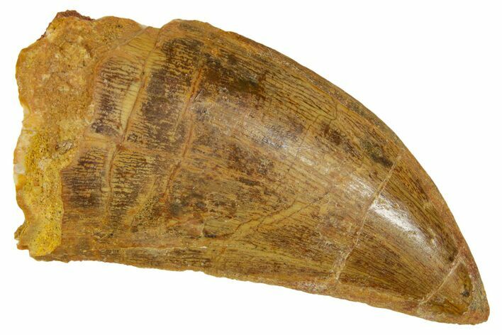 Carcharodontosaurus Tooth - Real Dinosaur Tooth #372291